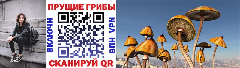 цены наркотик  Курганинск  Галлюциногенные грибы MAGIC MUSHROOMS 